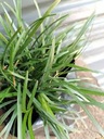 Mondi Grass Potted Green