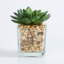 Artificial Plant 8cm Square Glass Succulent Ass DL-134